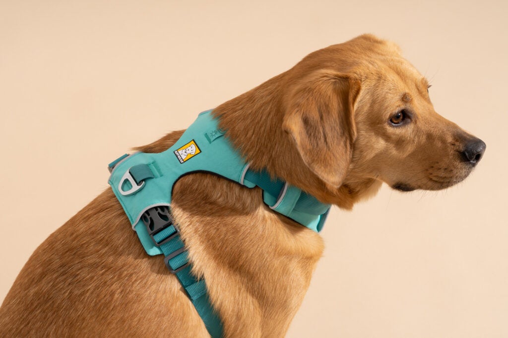 Harness