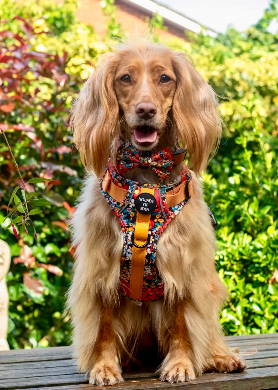 Supaw Strong Lite™ Harness | Retro Bloom