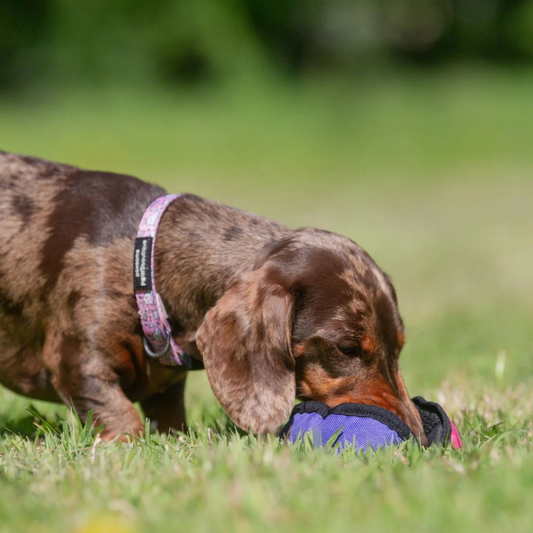 The Clam - Treat Dispensing Dog Toy