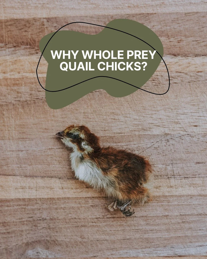 Freeze-Dried Whole Prey 1-Day Old Quail Chicks | Litto Howler