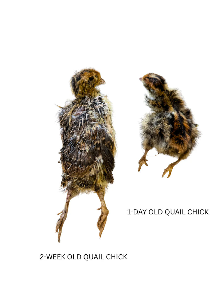 Freeze-Dried Whole Prey 2-Week Old Quail Chicks | Litto Howler