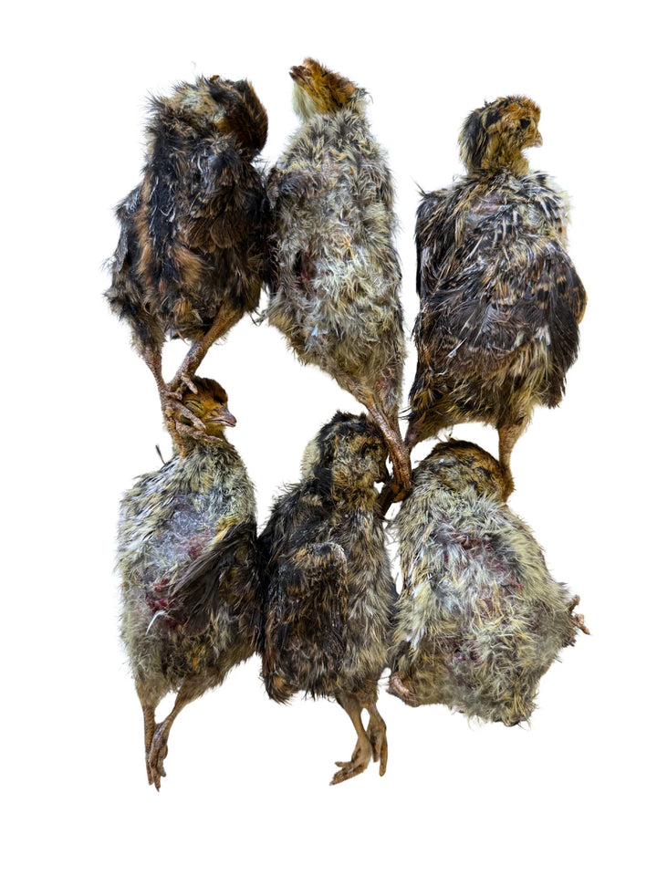 Freeze-Dried Whole Prey 2-Week Old Quail Chicks | Litto Howler