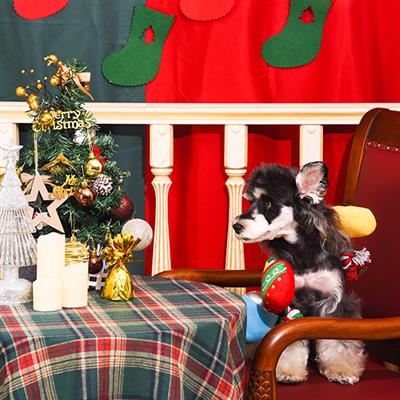 Happy Woofmas — Christmas Light