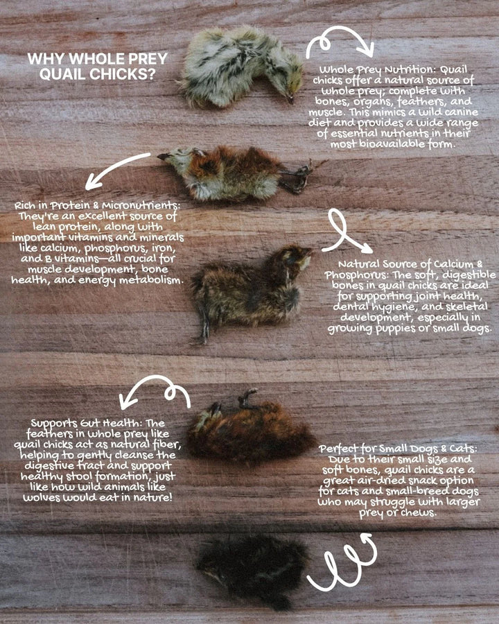 Freeze-Dried Whole Prey 2-Week Old Quail Chicks | Litto Howler