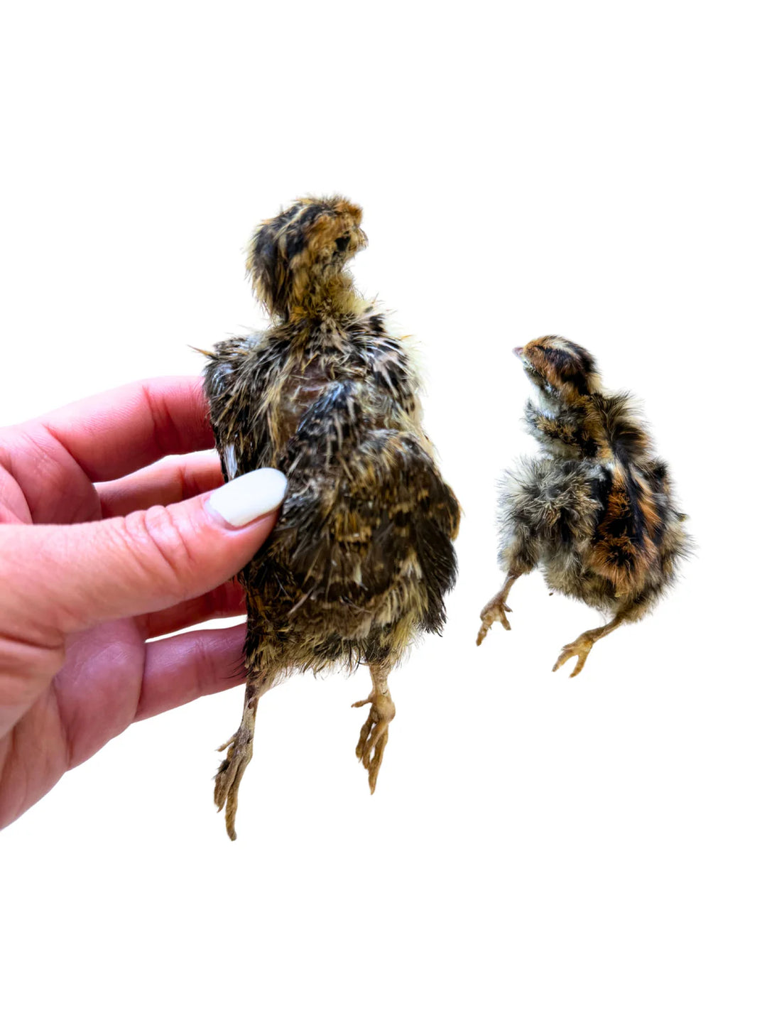 Freeze-Dried Whole Prey 2-Week Old Quail Chicks | Litto Howler