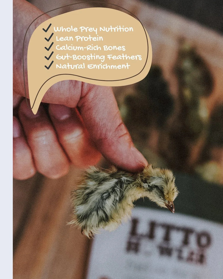 Freeze-Dried Whole Prey 1-Day Old Quail Chicks | Litto Howler