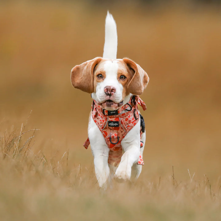 Dog Collar | Pumpkin Harvest