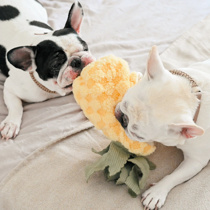 Pineapple Pop