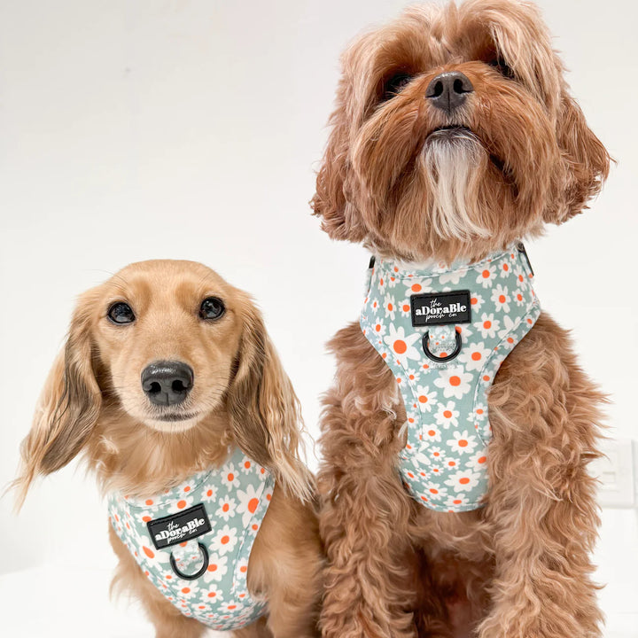 Adjustable Dog Harness | Oopsy Daisy