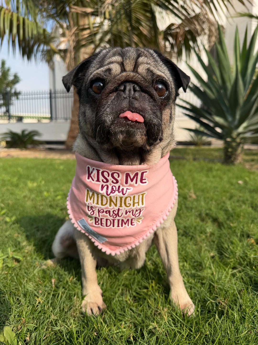 Midnight Snoozer | New Year Bandana Collection