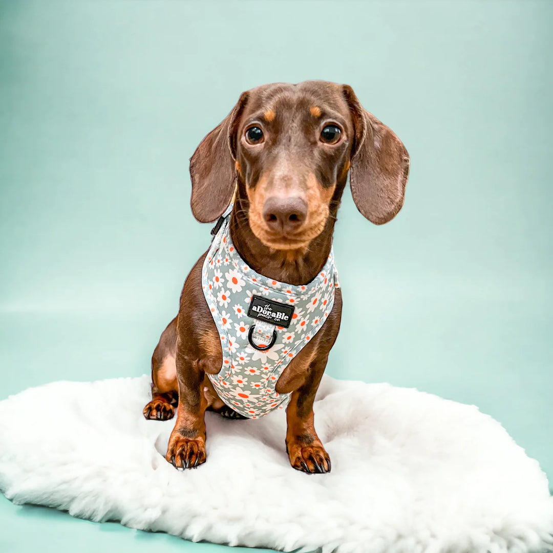 Adjustable Dog Harness | Oopsy Daisy