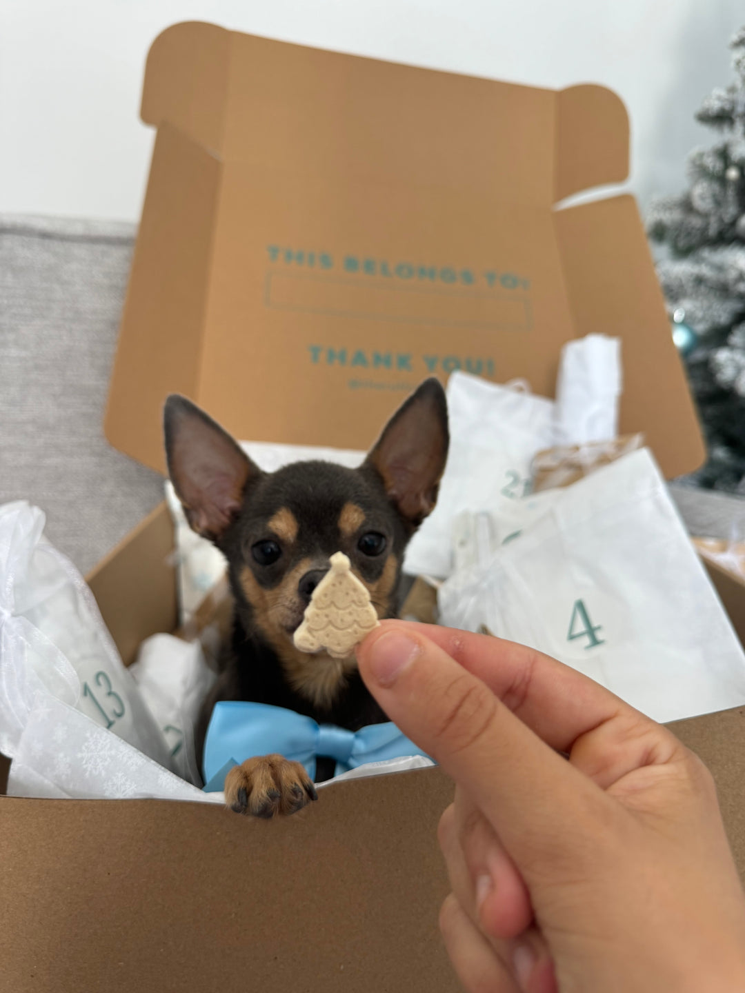 The Ruff Club 24-Day Advent Calendar | Pre-Order