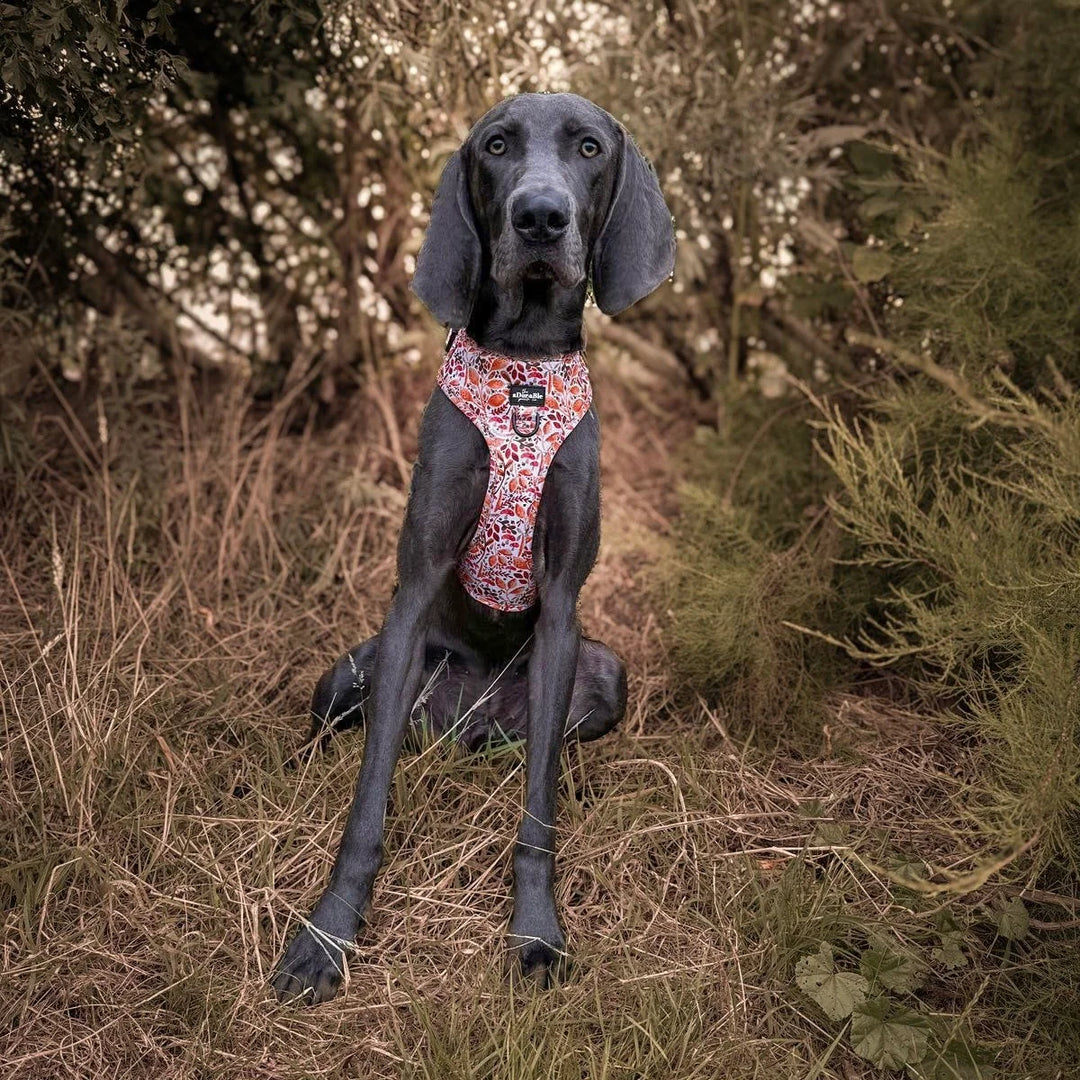 Adjustable Dog Harness | Whispers Of Fall