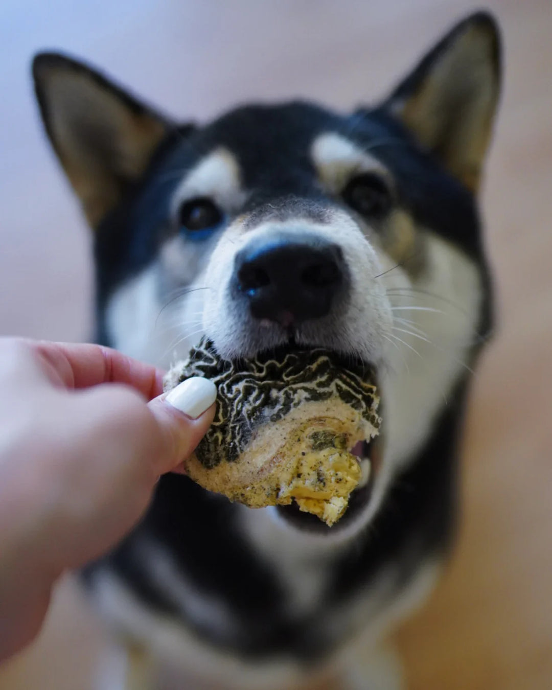 Freeze-Dried Grass-Fed Beef Green Tripe Chunks | Litto Howler