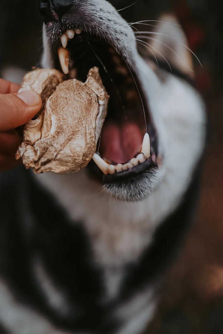 Freeze-Dried Turkey Gizzard | Litto Howler