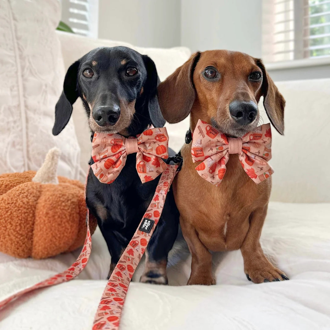 Dog Collar | Pumpkin Harvest