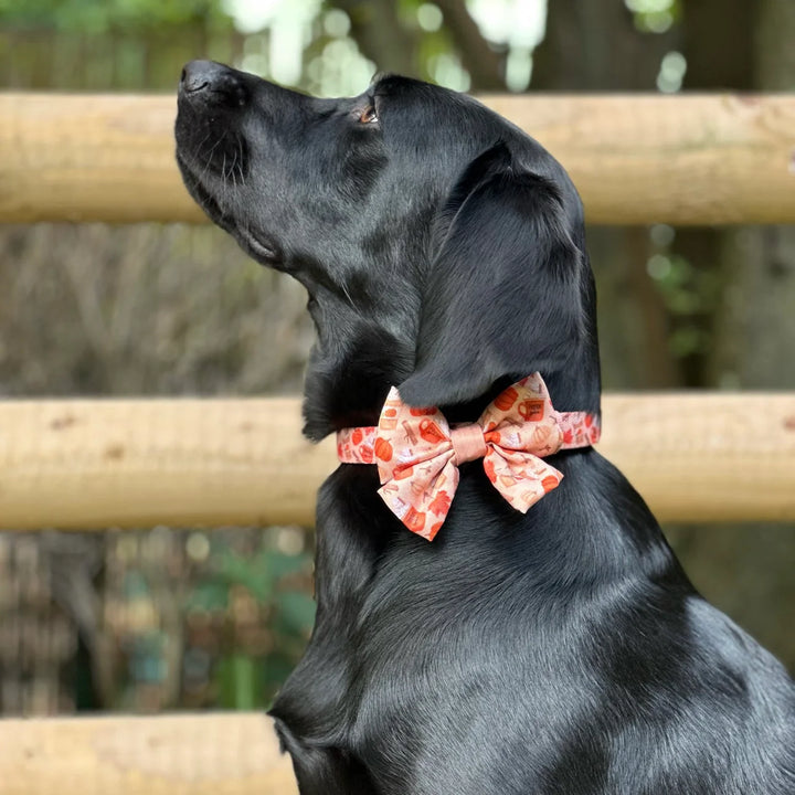 Dog Collar | Pumpkin Harvest