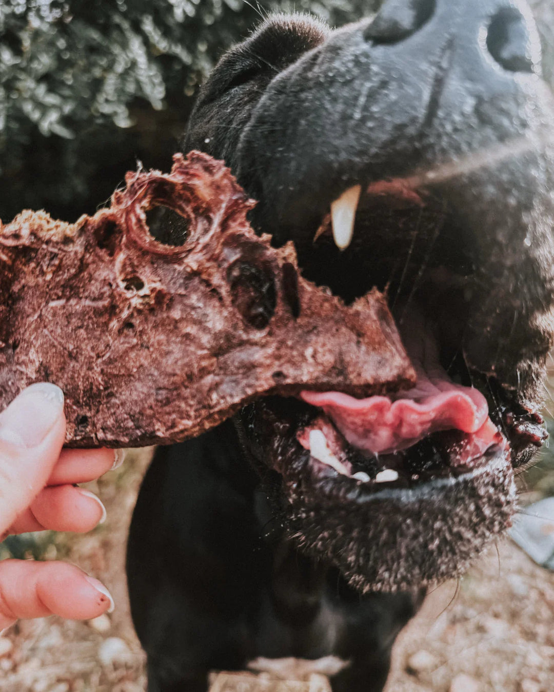Dehydrated Bison Lung | Litto Howler