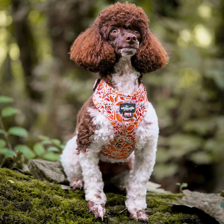 Adjustable Dog Harness | Whispers Of Fall