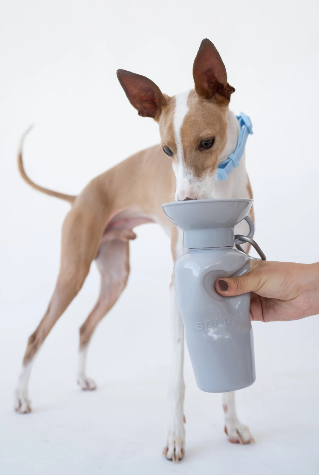 22oz Original Dog Travel Water Bottle