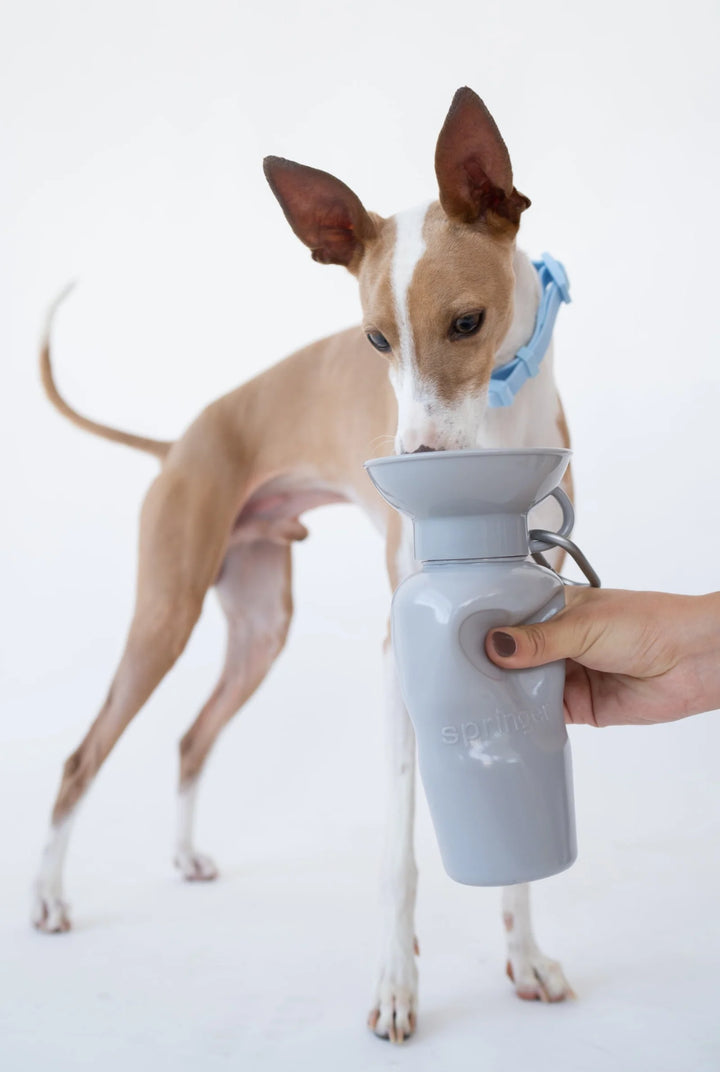 22oz Original Dog Travel Water Bottle