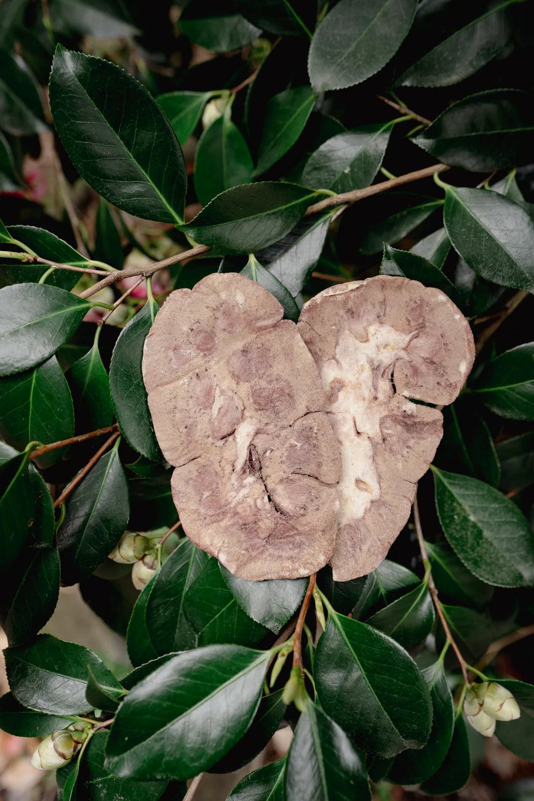 Beef Kidney | Freeze-Dried Dog + Cat Treat