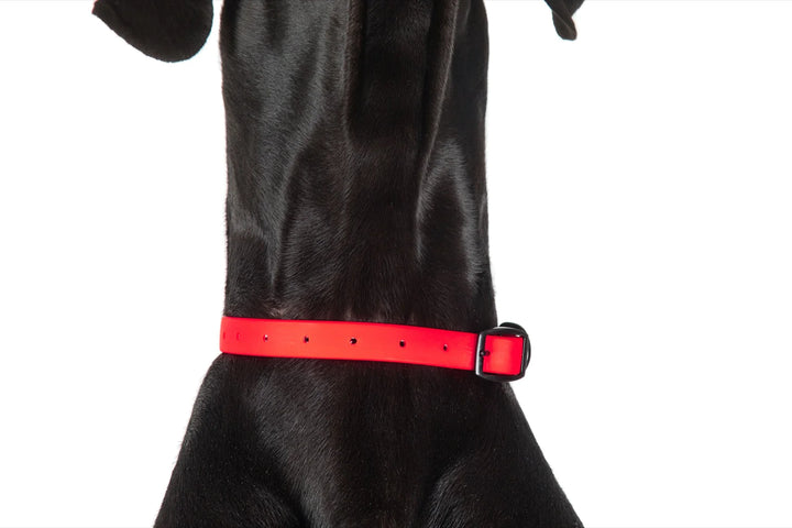 Dog Waterproof Collar | Candy Red