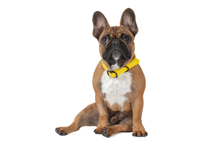 Dog Waterproof Collar | Lemon