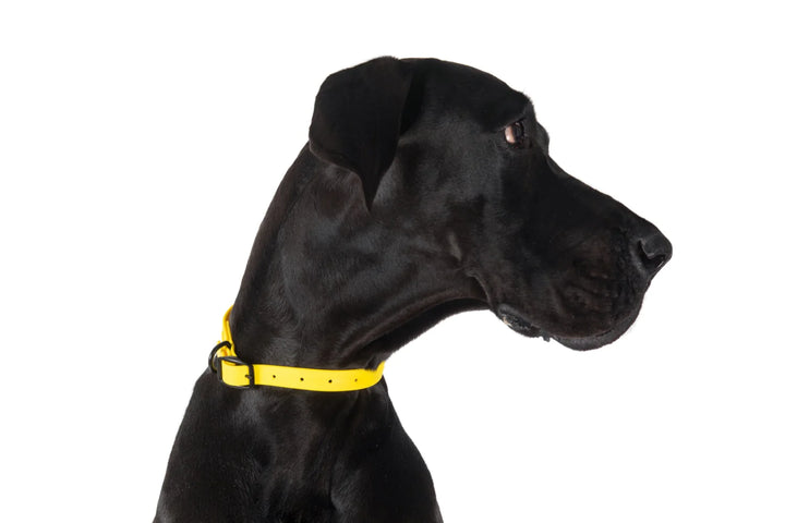 Dog Waterproof Collar | Lemon