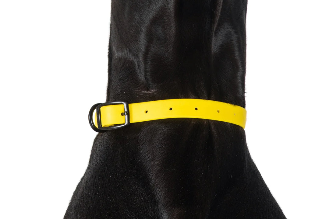 Dog Waterproof Collar | Lemon