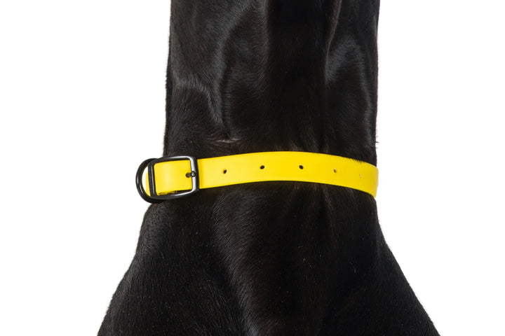 Dog Waterproof Collar | Lemon