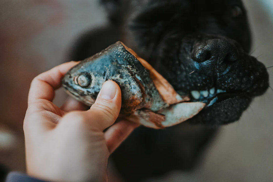 Freeze-Dried Trout Heads | Litto Howler