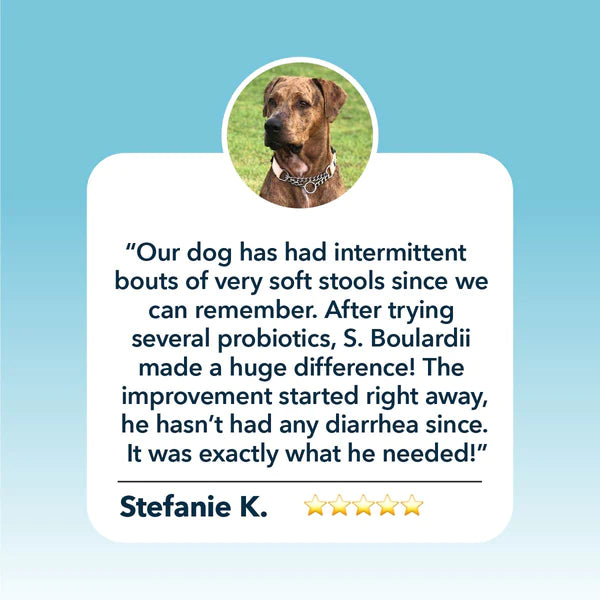 Saccharomyces boulardii - Yeast-Based Probiotics For Dogs