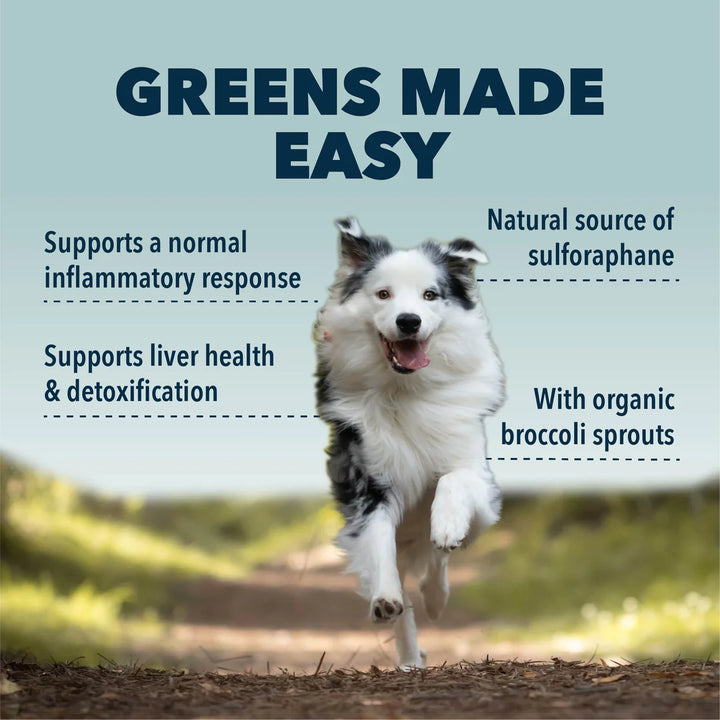 Green Rover - Broccoli Sprouts & Ferment For Dogs