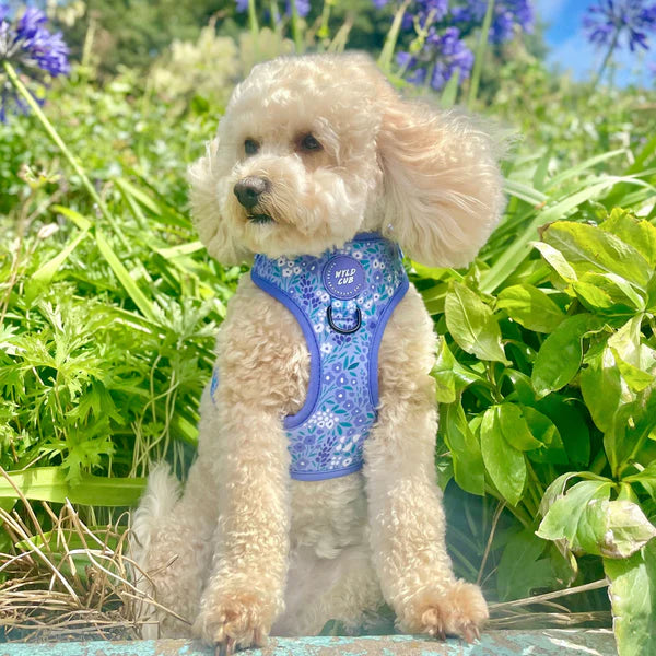 Adjustable Dog Harness | Notting Hill Wisteria