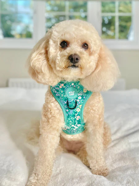 Adjustable Dog Harness | Notting Hill Mint