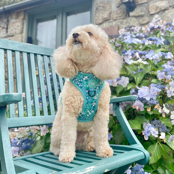 Adjustable Dog Harness | Notting Hill Mint