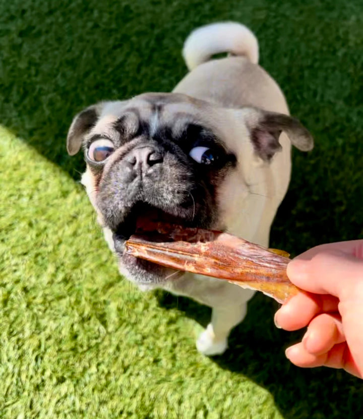 Wild Caught Whole Prey Squid Chips