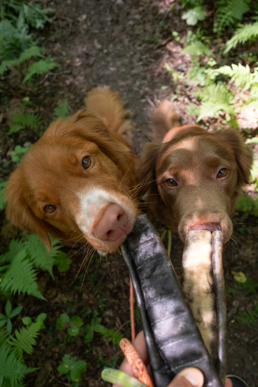 Grass-Fed Beef Hide Roll Chew Fur-On | Litto Howler