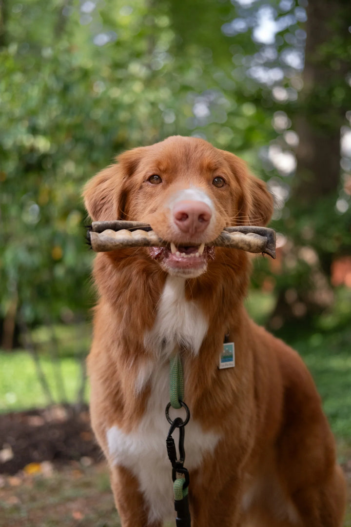 Grass-Fed Beef Hide Roll Chew Fur-On | Litto Howler