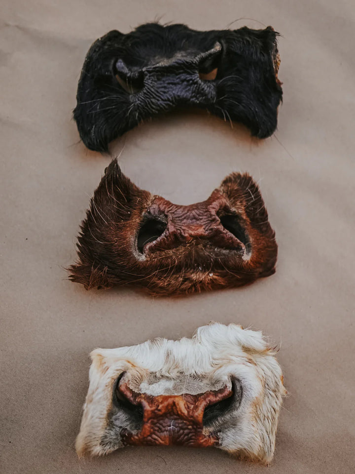 Dehydrated Grass-Fed Beef Nose Chew | Litto Howler