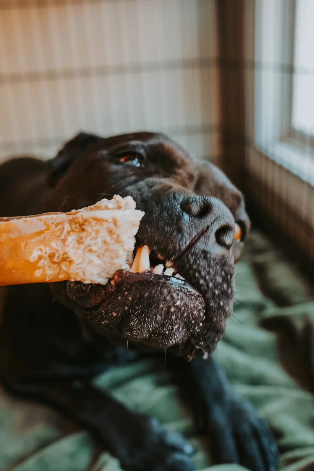 Grass-Fed Beef Hide Roll Chew No Fur | Litto Howler