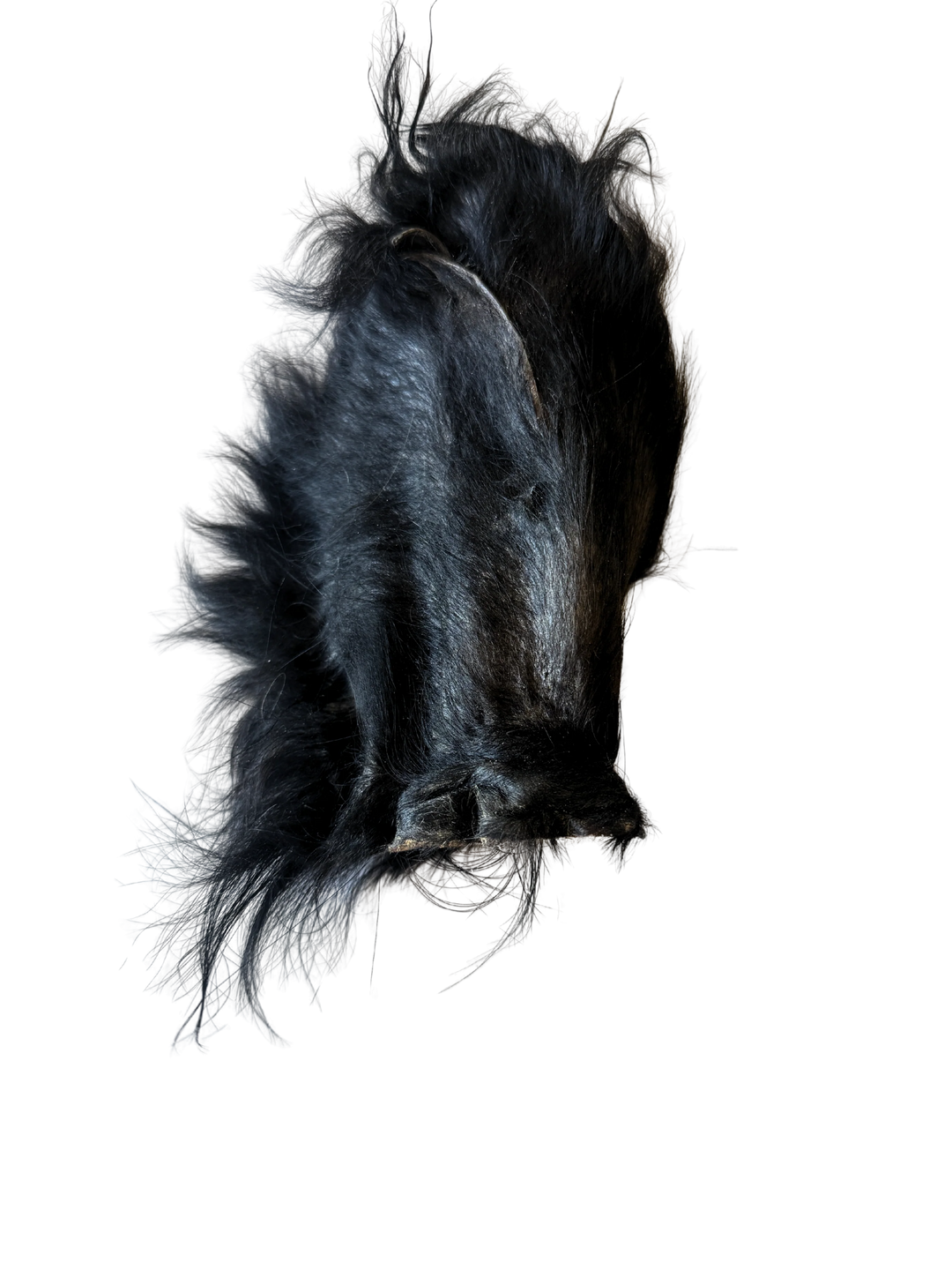 Dehydrated Grass-Fed Beef Ear Chew | Litto Howler