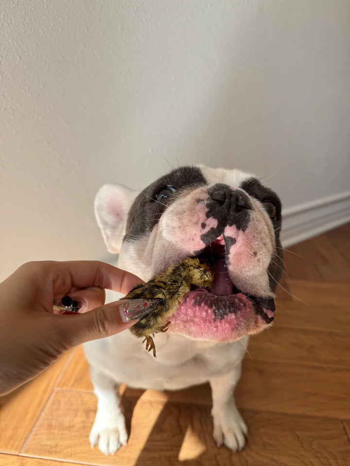 Freeze Dried Quail Nuggets