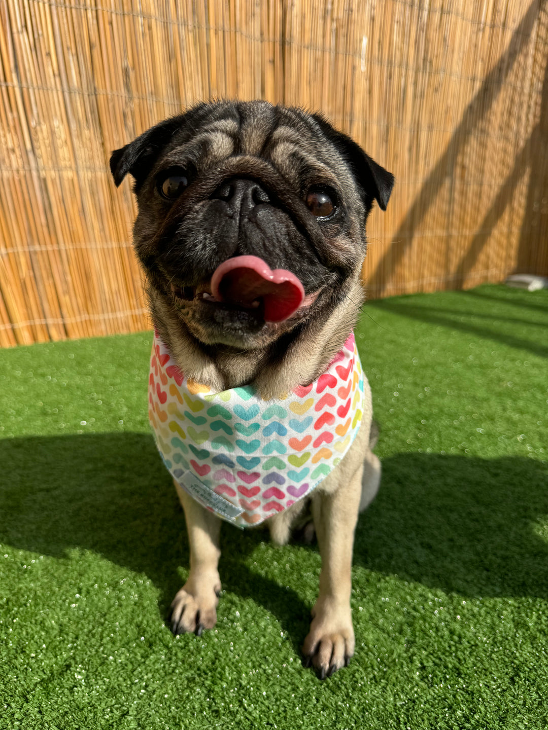 Sweetheart Scout Pet Bandana | Second Wags Collection