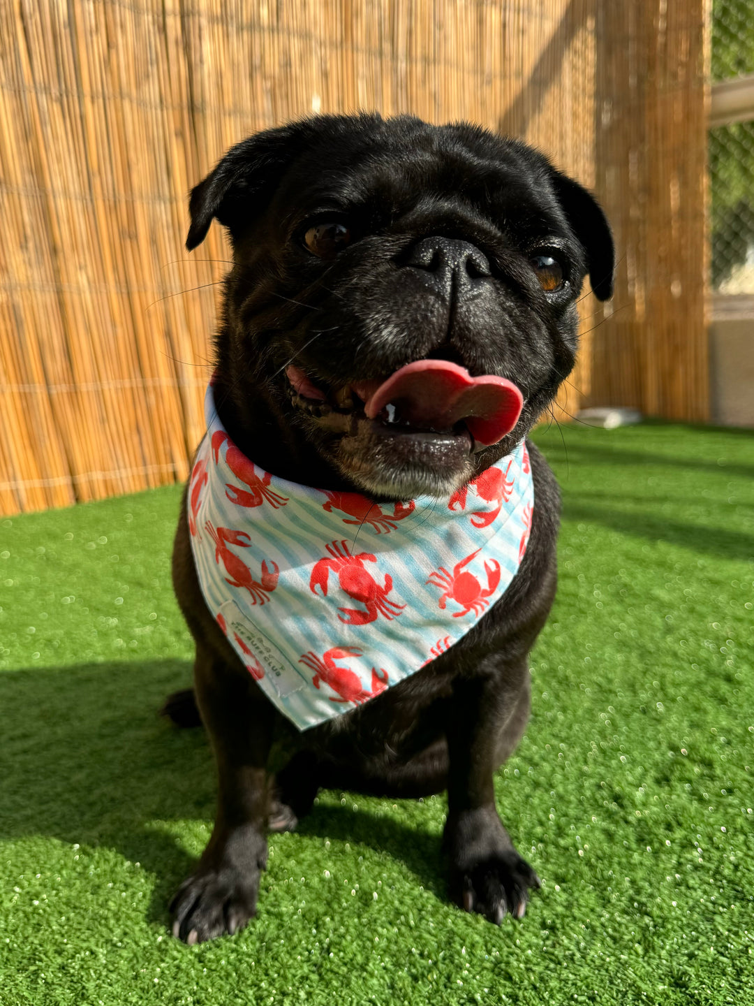Crabby Cutie Pet Bandana | Second Wags Collection