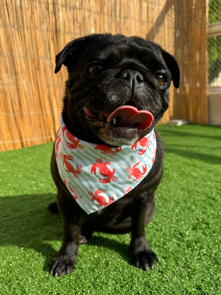 Crabby Cutie Pet Bandana | Second Wags Collection