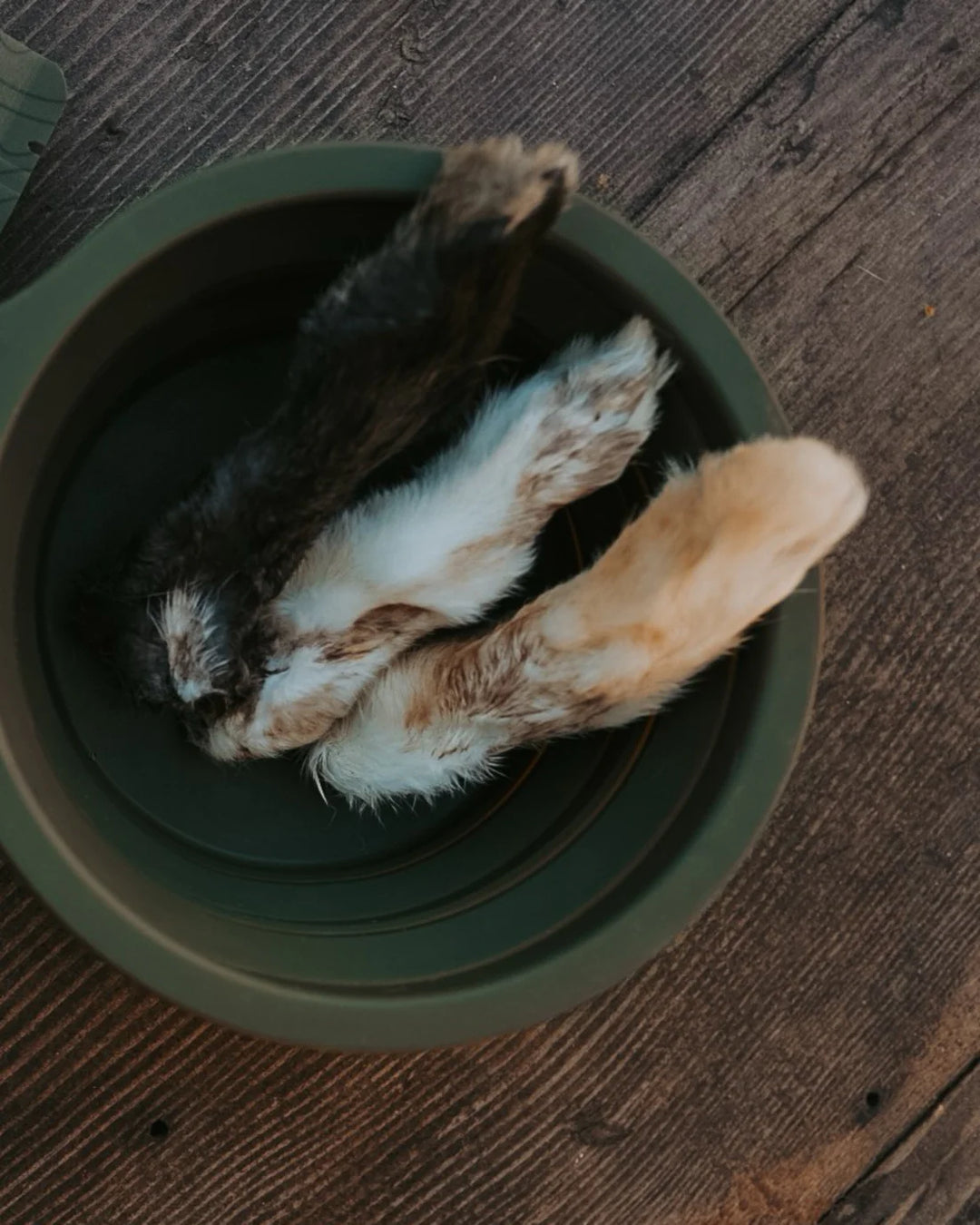 Dehydrated Wild Rabbit Feet | Litto Howler