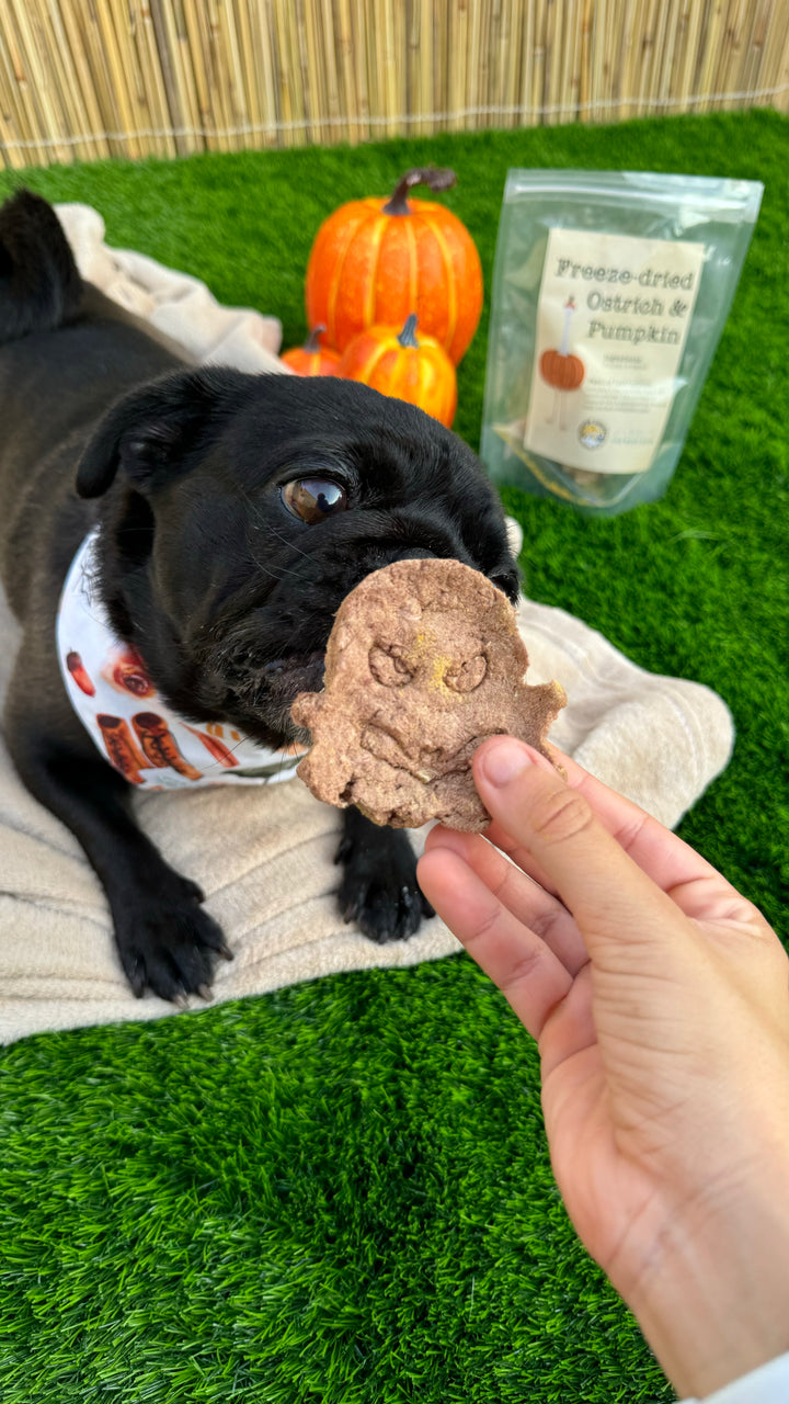 Freeze Dried Spooky Pumpkin & Ostrich Treats | LIMITED EDITION