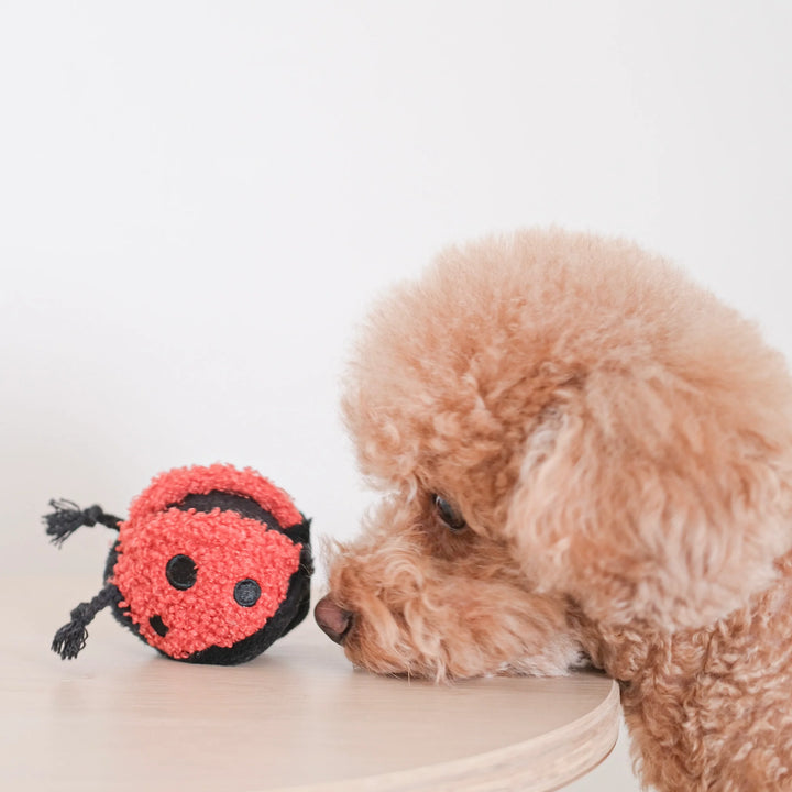 Ladybug Pop